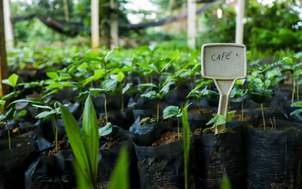 Sustainable coffee seedlings ready to be planted in the Amazon.