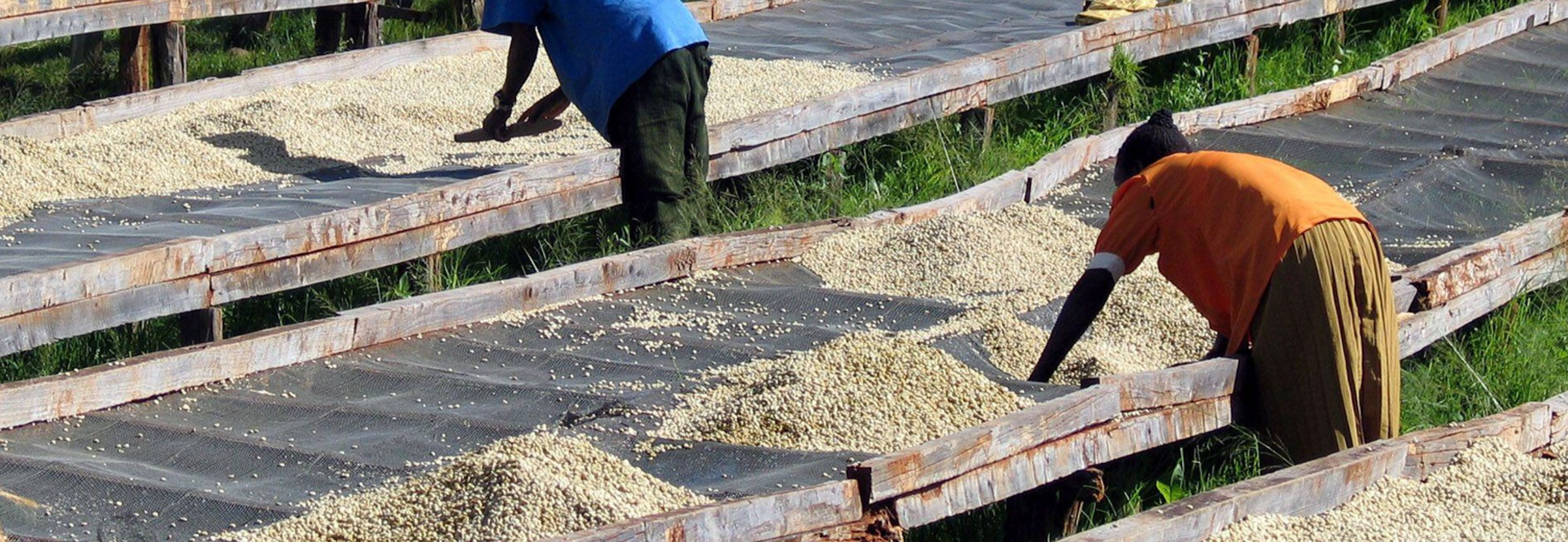 Coffee farm workers spread green coffee across raised beds.