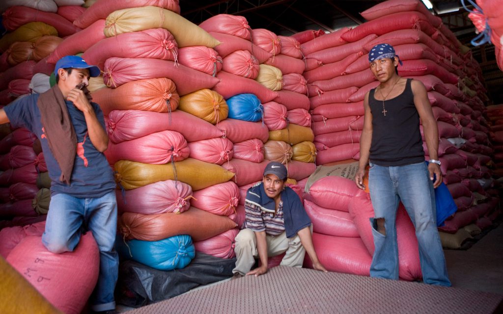 Coffee warehouse workers weigh bags of green coffee.