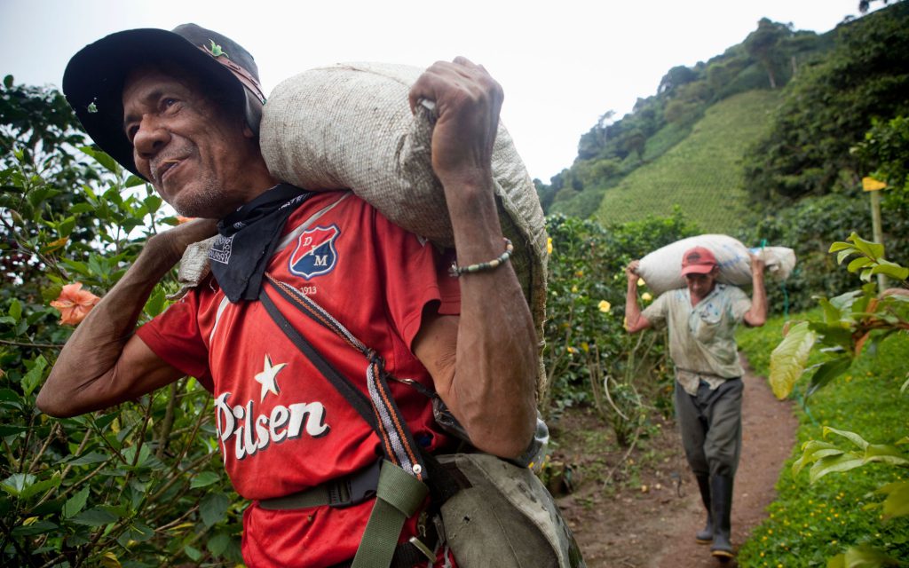 Coffee workers haul sacks of green coffee along a path.