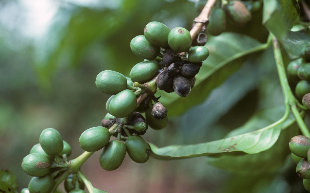 Green coffee cherries on a branch.