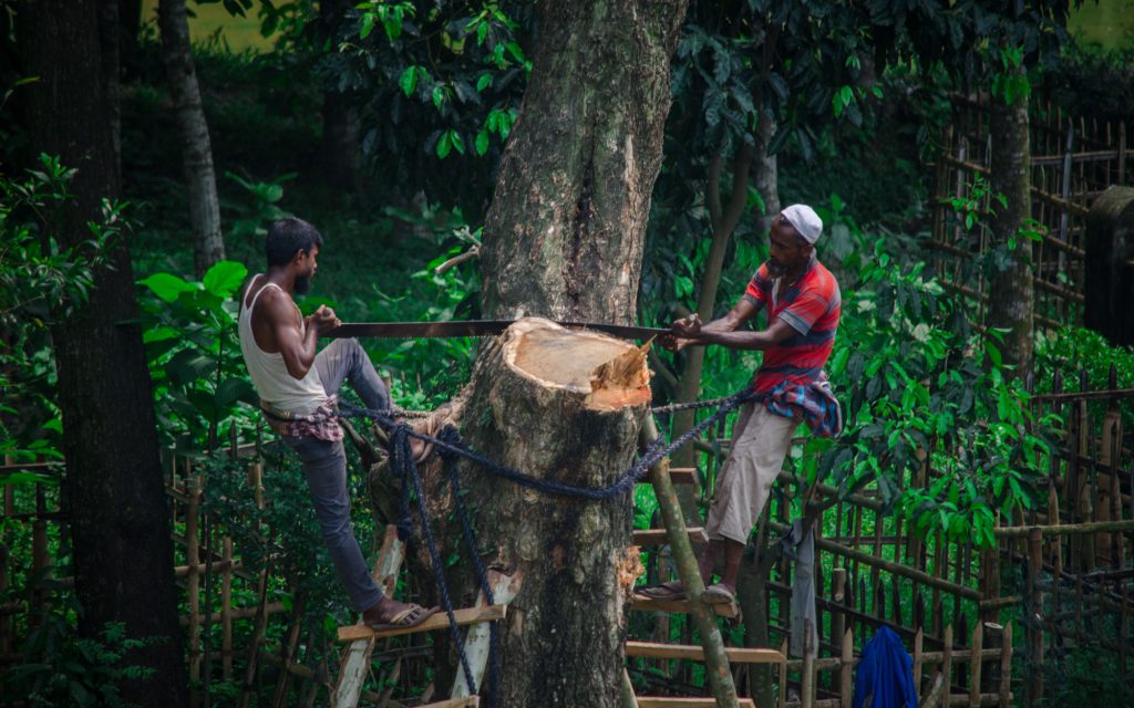 Two men cut down a tree