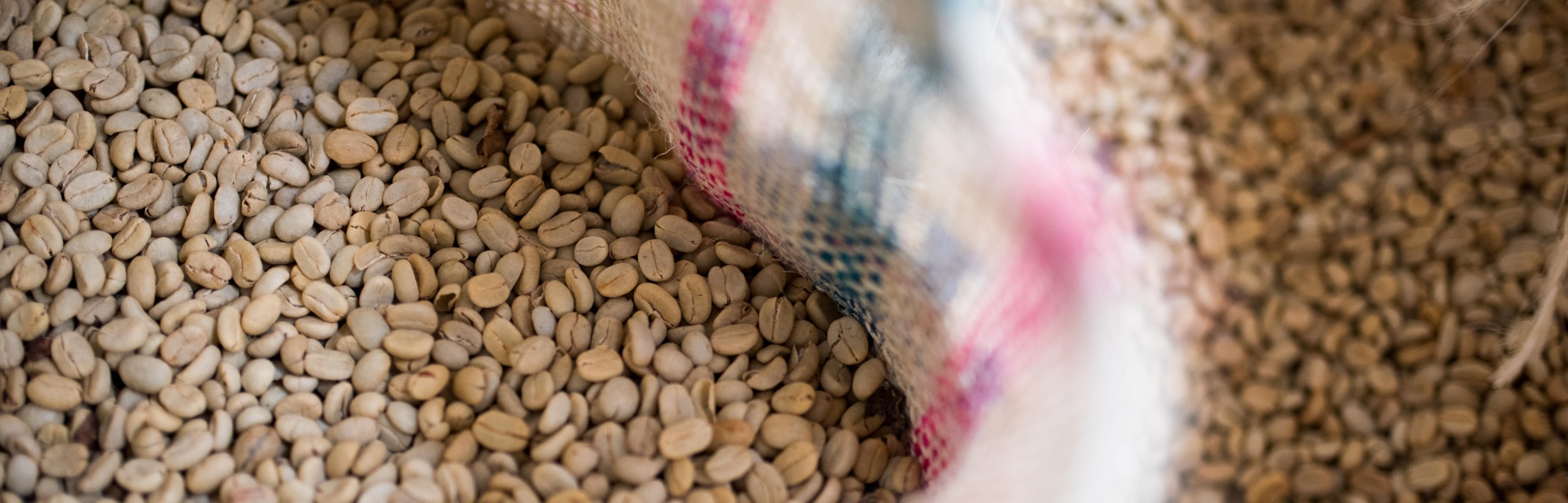 grãos de café verde dentro de uma saca aberta - como as torrefações podem gerenciar seus estoques de café verde