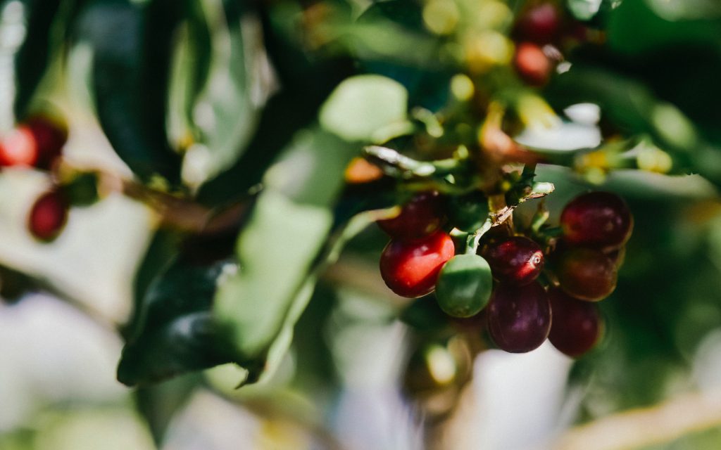 coffee cherries hanging from a coffee tree