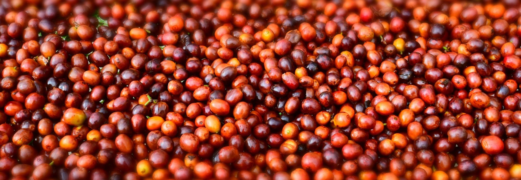 Ripe coffee cherries on a coffee farm.